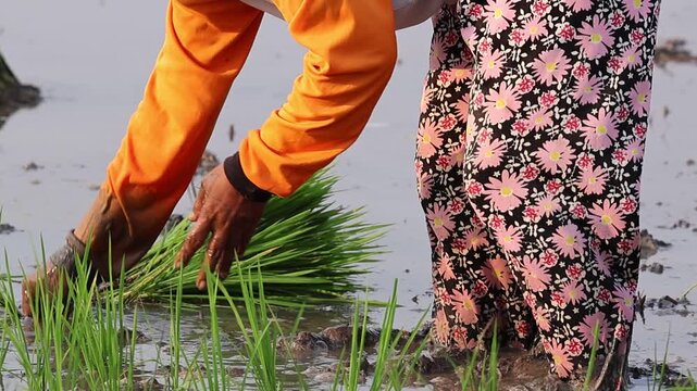 Asian female farmer planting young rice seedlings into a muddy flooded paddy field during planting season.
