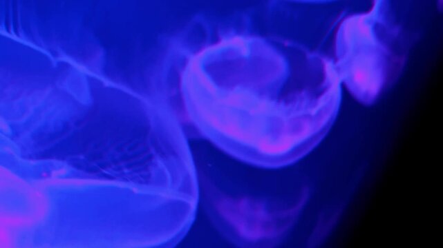 Close-up of Aurelia aurita moon jellyfish gracefully drifting and glowing with tentacles in illuminated aquarium water tank exhibit, Jerusalem, Israel