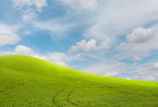 Field of green grass and cloudy sky
