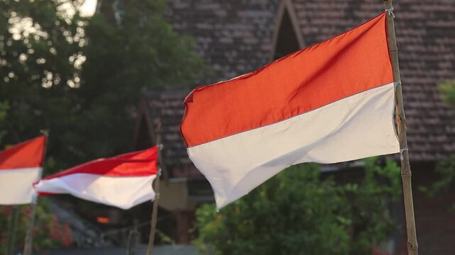 Indonesian red and white flags fluttering in the breeze on bamboo poles along a village street, celebrating the 81st or 81 Indonesian Independence Day.