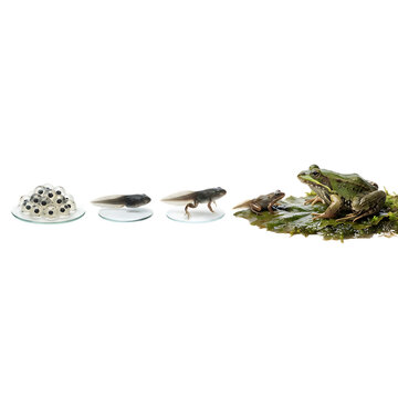 Frog life cycle showing eggs tadpoles and adult frog