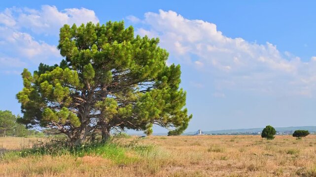 Pine tree in golden field