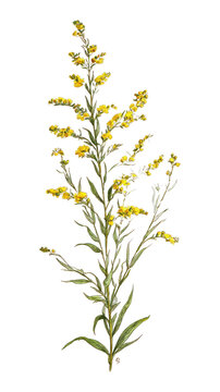 PNG Detailed botanical illustration featuring flowers.
