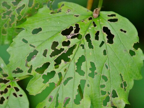 Blatt mit L&ouml;chern durch Blattfra&szlig;