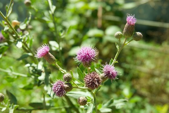 Beautiful pink flowers of Cirsium arvense creeping thistle blooming in a wild summer meadow