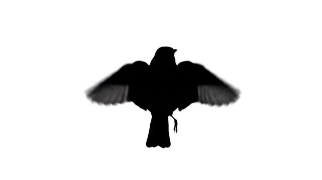 A minimalist black silhouette animation of a flying bird