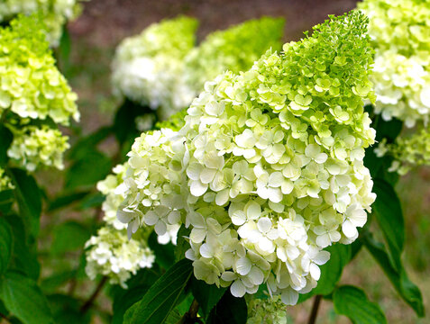 Bright close-up photograph of blooming panicle hydrangea flowers with pale green and white clustered petals and soft foliage in a natural garden setting
