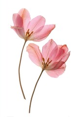 Fototapeta premium Delicate pink tulip petals isolated.