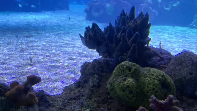 Spotted unicornfish Naso brevirostris swimming through a blue aquarium tank above a rocky coral habitat at the Israel Aquarium in Jerusalem, Israel