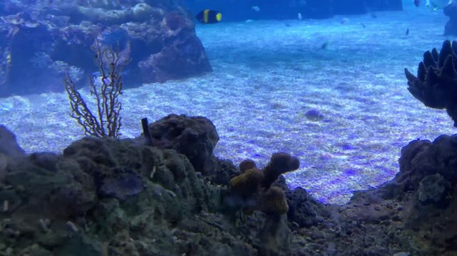 Tropical reef fish swimming above a rocky coral habitat in a blue aquarium tank at the Israel Aquarium in Jerusalem, Israel