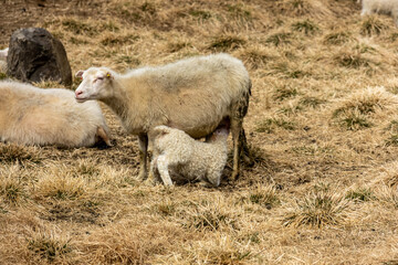 Fototapeta premium Icelandic sheep Ovis aries nursing its curly white lamb in a dry grass field in Klaustursel Jokuldalur Valley East Iceland Iceland