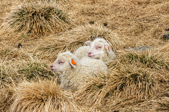 Two curly white Icelandic lambs Ovis aries resting together in dry grass pasture in Klaustursel Jokuldalur Valley East Iceland Iceland