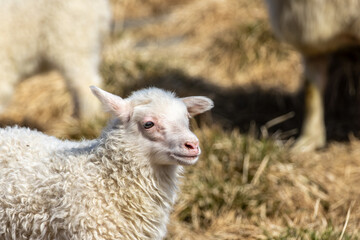 Naklejka premium White Icelandic lamb Ovis aries with curly fleece looking sideways in a sunny field East Iceland