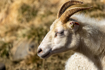 Horned Icelandic sheep Ovis aries profile portrait with large curved horns in East Iceland © Joao Vieira