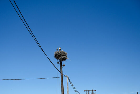 Four young storks sitting inside a large nest perched on top of an utility pole.