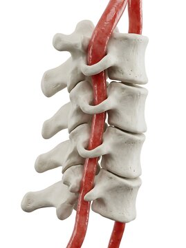 Cervical spine anatomy showing vertebrae segments and spinal cord structure in lateral view