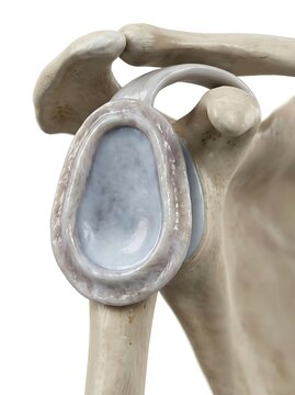 Human shoulder joint anatomy showing the labrum and glenoid cavity in close detail