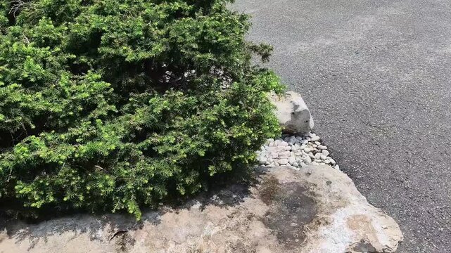 Evergreen juniper shrub planted in a rocky garden border next to asphalt driveway for modern landscaping design concept in bright daylight