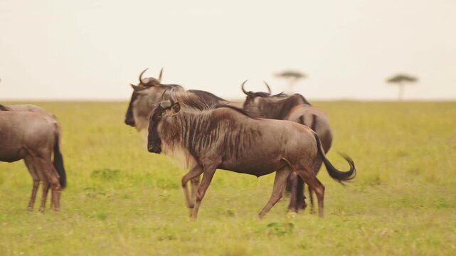 African wildebeest herd walking across savanna, blue wildebeest migration in grassy plains, wild gnu animals in safari landscape