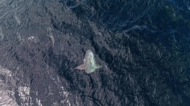 Mesmerizing moonfish swimming in the Atlantic Ocean off Nova Scotia captured from the sky