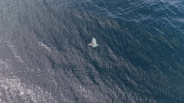 Graceful moonfish gracefully glide through the tranquil Atlantic waters off the beautiful coast of Nova Scotia