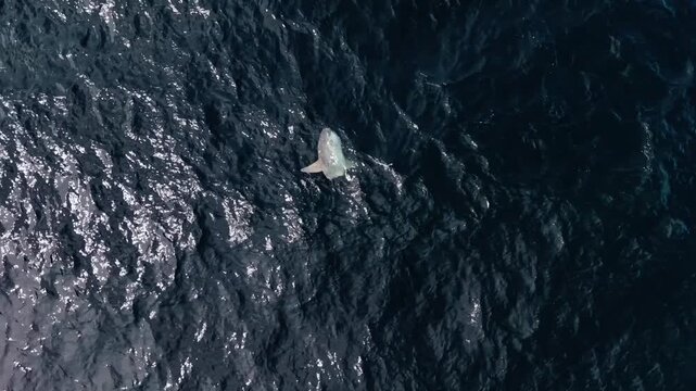 Majestic aerial view of a sunfish swimming in the Atlantic Ocean off Nova Scotia Canada