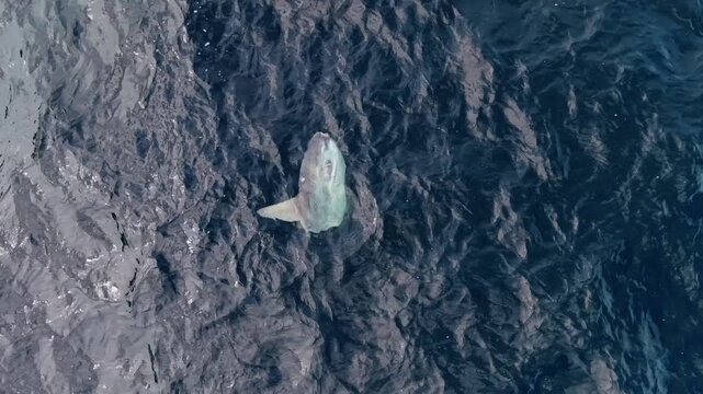 Majestic aerial view of a sunfish swimming in the Atlantic Ocean off the coast of Nova Scotia, Canada