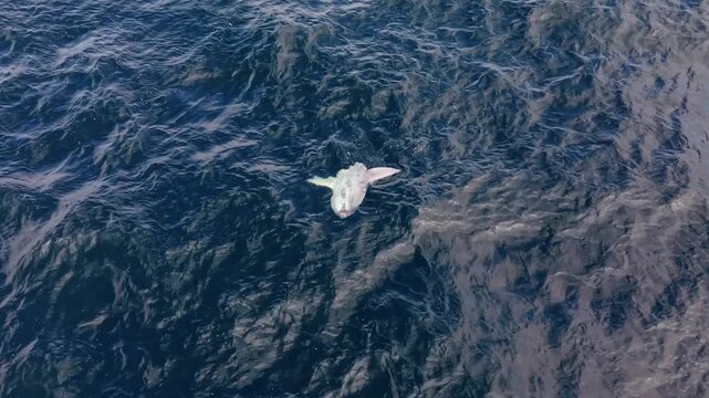 Mesmerizing aerial view of the moonfish dancing above the waves in Nova Scotia's Atlantic Ocean
