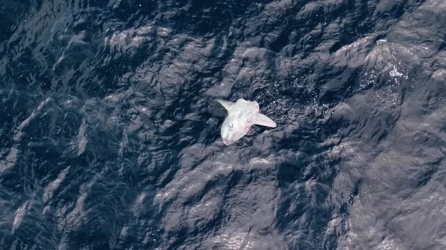 Mesmerizing aerial views of moonfish gliding in the Atlantic Ocean near Nova Scotia, Canada