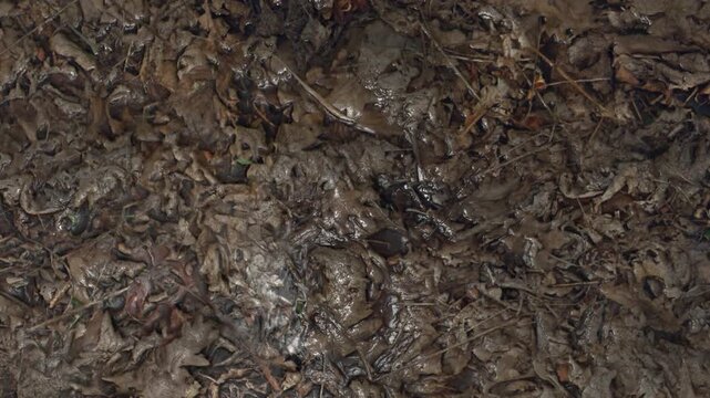 Close up of wet, decaying brown autumn leaves mixed with mud on a damp forest floor. A rich organic texture highlighting seasonal change, decay, and natural composting processes.