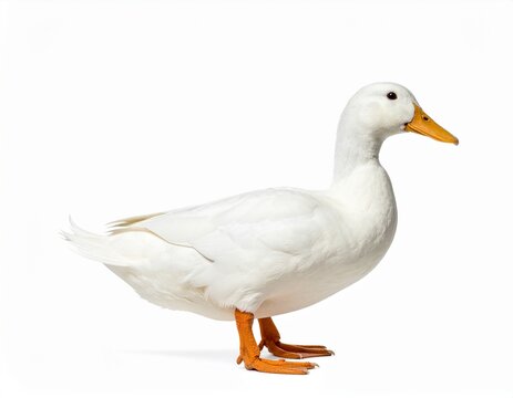 white duck isolated on white