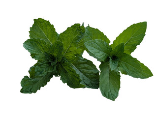 Fresh mint leaves herb, green aromatic spearmint foliage, culinary garnish ingredient photo isolated PNG with Transparent Background © Ali 