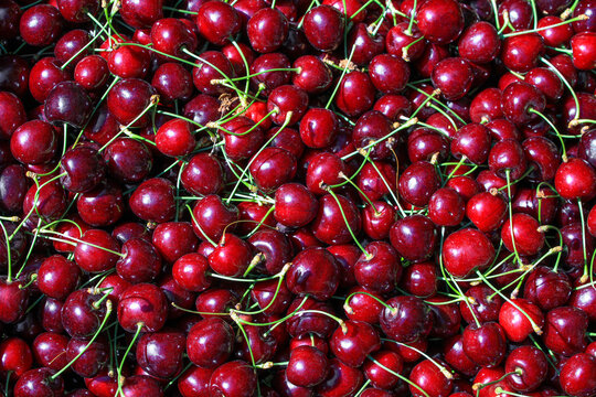  red cherries for photo background