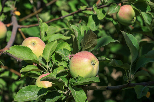 red apples on a branch	
