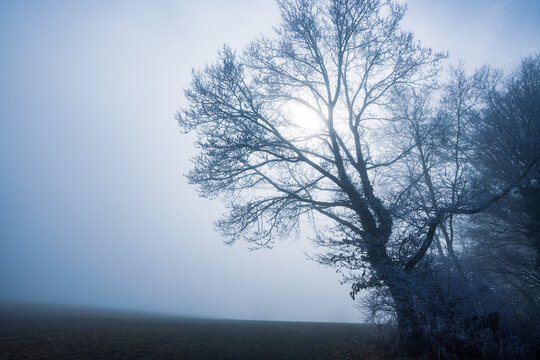 Bare winter tree covered in frost during heavy fog