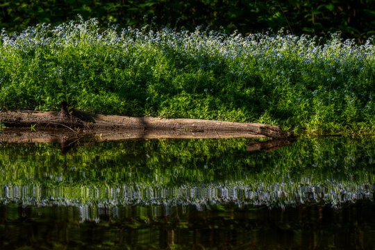 Log on Pond Shore With White Wildflowers and Lush Green Reflection in Quiet Woodland Water