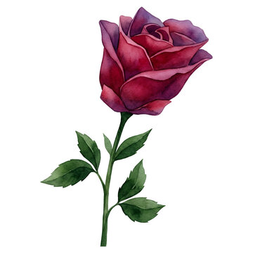 Watercolor red rose flower illustration isolated on white background. Hand-painted botanical art of a single blooming burgundy rose with a green stem and leaves for design and decor.
