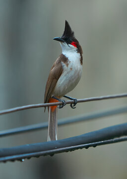Red-whiskered Bulbul, perched on outdoor electrical pole wires during a rain shower. A common resident songbird in India, recognised by its tall black crest and red patch behind the eye (whisker).