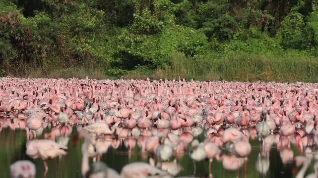 Lesser Flamingos Perform Synchronized Courtship Display in Urban Wetland Lake