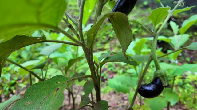 Fresh Wet Eggplant Growing On Plant In Organic Garden