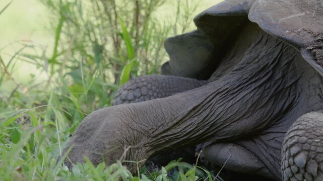 Slow motion close up shot Galapagos tortoise feeding on grass, Santa Cruz.