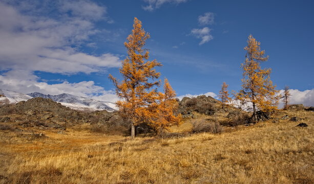 Russia. The South of Western Siberia, the Altai Mountains. Deep autumn in the Kurai steppe on picturesque rocky placers surrounded by yellow larches along the Chuisky tract.