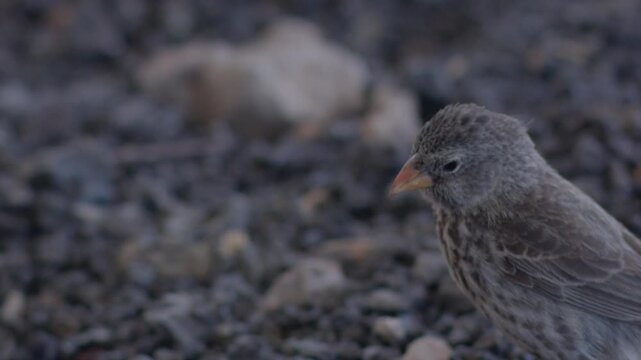 slow motion close up of galapagos finch birds scavanging for food in the dirt.