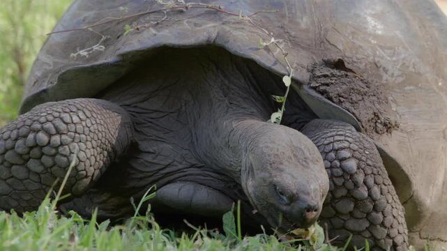 Slow motion close up shot Galapagos tortoise feeding on grass, Santa Cruz.