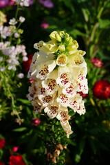 Vertical close-up of cream foxglove flower spike with purple speckles, blurred garden background © YongQin