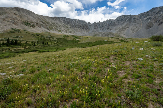 View of wildflowers in alpine meadow on Mayflower Gulch Trail near Copper Mountain, Colorado under summer afternoon cloudscape.