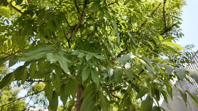 Aesthetic cinematic view of Quercus laurina Mexican laurel oak foliage and tree