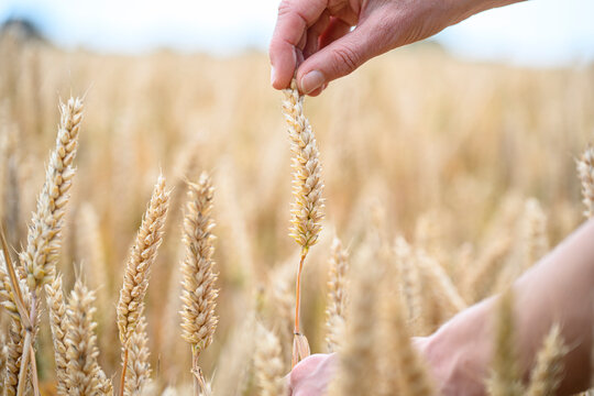 close up of a hand gently inspecting a ripe wheat ear in a golden field