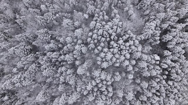 The chill of winter wraps around the serene forests of New Scotland, covering everything in a soft layer of fresh, glistening snow