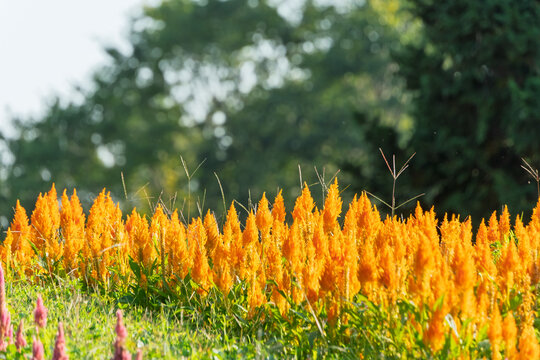 Vivid Orange and Yellow Celosia Flowers Blooming in Field Under Sunlight in Autumn Japan